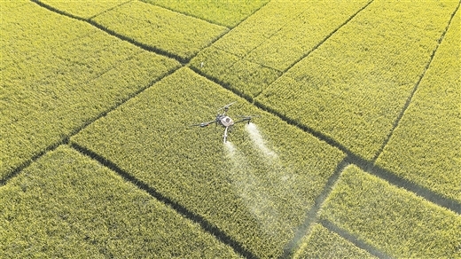 钦州市灵山县万亩水稻用上“滴滴打药” ,无人机护航_b.jpg