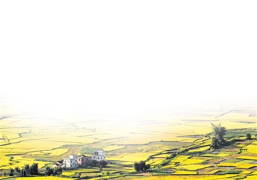 象州县优质稻种植基地_b.jpg