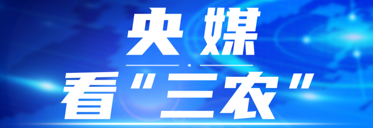 央媒看大发 央媒看大发